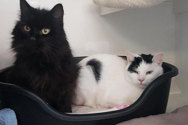 Pasha (6 years/white&black) and Babba (10 years/black) need a quiet home as they were removed from a multi animal household.