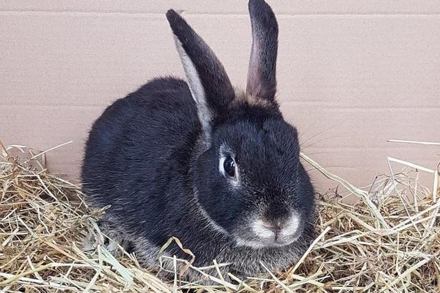 Luca was rescued from horrendous conditions where he was found with more than 40 other rabbits. He is friendly, but can be a little anxious at times.