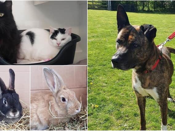 These adorable pets are being cared for by the RSPCA in Blackpool - can you provide a home for them?