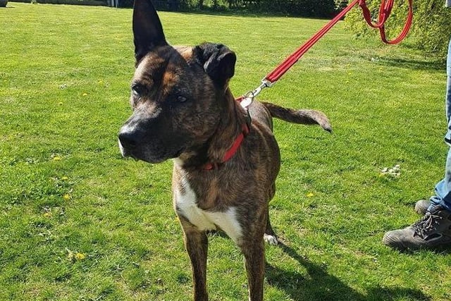 Affectionate boy Rabi is a dark brindle and white crossbreed. His previous owner was unable to give him the care he needed, and now he is looking a home where he can enjoy walks.
