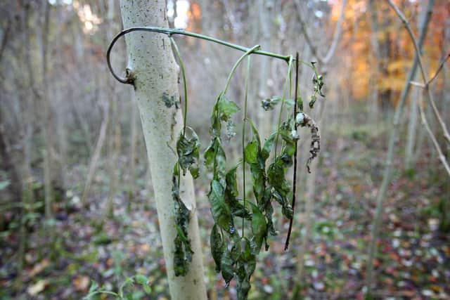 File photo dated 14/11/12 of a general view of a young Common Ash Tree with wilting leaves in woodland near Canterbury, Kent, which shows the symptoms of the deadly plant pathogen fungus Chalara Fraxinea Dieback as a "citizen science" tagging project has been launched which aims to uncover resistance to a disease threatening to kill millions of ash trees. Pic: PA