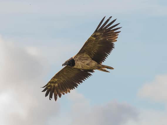 It is only the second sighting of a bearded vulture in the UK.