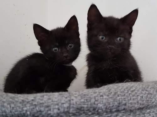 Tim nd Bob came into Leeds Cat Rescue as part of our low cost neutering scheme where mum was neutered free of charge and returned to her owners and the kittens came into our care.

Both boys are sweet natured and loving and would suit most loving and secure homes.