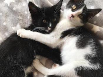 These stunning bonded boys are not related but as you can see are very good friends. Peter Pan has always been a big healthy boy, part of a well looked after mum and babies but they were all signed into the rescue due to change of circumstance. Badger again came in with his mum and siblings but had not had the best start. Mum was tiny and all the kittens had a terrible worm burden which has a huge impact on any kittens growth and health. After a strict worming regime he is now at full health and ready find his forever home.