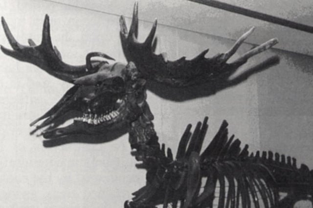 The skeleton of a elk, from around 10,000 bc, was discovered in Poulton-le-Fylde