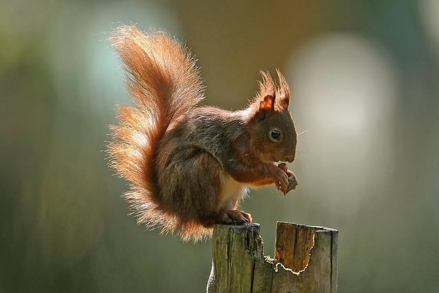 A small red squirrel population is now thriving in Snaizeholme, near Hawes, where a trail, feeding station and viewing area have been set up for visitors