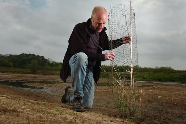 Steve Ambler caging reeds at the Brockholes Wetland and Woodland Nature Reserve