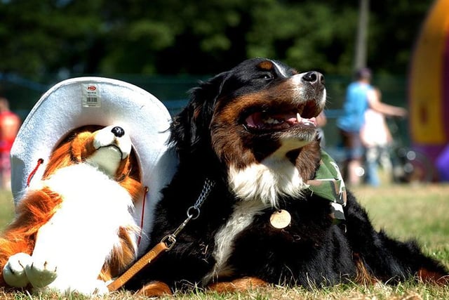 Teal a Bernese Mountain Dog with a friend at Ashton Park Dog Show