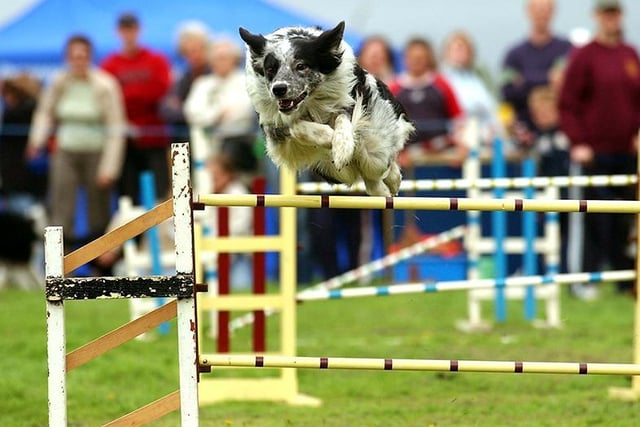 The agility demonstration during the Ruffs Dog Show at Ashton Park