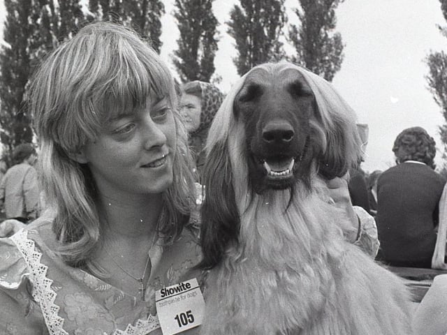 One way and another, there were quite a lot of hot dogs in Worden Park, Leyland - including at least 220 well-groomed aristocrats hot the trail of success; several hot favourites among them; and even a hot-dog stand to keep canine and human appetites satisfied. For this was the Exemption Dog Show, organised by the Third Leyland and St Mary's Scout group and raised more than 70 for the group. Pictured is one of the well-groomed aristocrats and owner