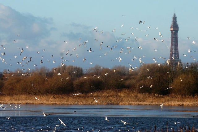 Marton Mere Nature Reserve, in Blackpool, is nationally recognised as a Site of Special Scientific Interest, and is home to hundreds of species of wildlife.