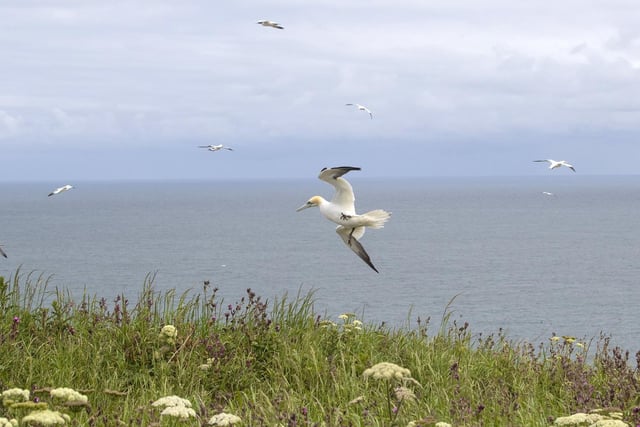 This route takes you along some of the most dramatic cliffs in the area and provides an ideal chance for a picnic by the sea. Birdwatchers - be sure to take your binoculars as the cliffs are busy with nesting seabirds in season.
Length - 6.7 miles / 10.9 km
Time - 4 hours 0 minutes