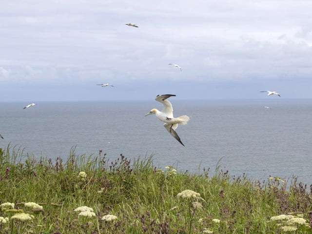 This route takes you along some of the most dramatic cliffs in the area and provides an ideal chance for a picnic by the sea. Birdwatchers - be sure to take your binoculars as the cliffs are busy with nesting seabirds in season.
Length - 6.7 miles / 10.9 km
Time - 4 hours 0 minutes