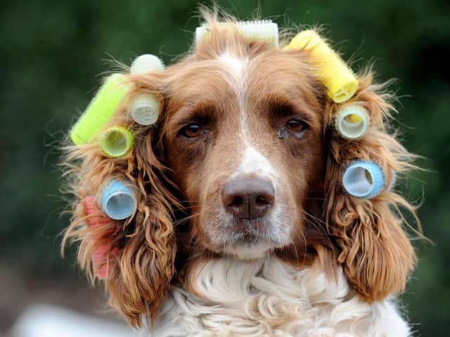 Sally the Springer Spaniel getting her hair done for a grand day out at Walmer Bride Fete