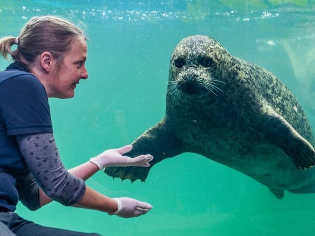 Sea Life Scarborough has re-opened with visitors once again able to see wonderful creatures of the sea. It is essential to pre-book a slot when visiting.