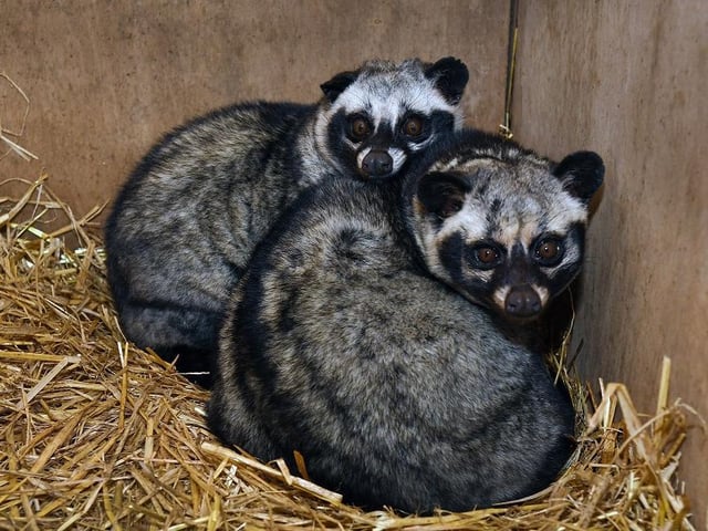 Take a look at some wonderful animals and birds of prey on a trip to Bridlington Animal Park. Make sure to pre-book before attending.