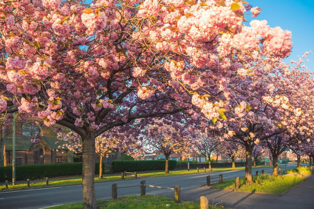 Blackpool Road blossom