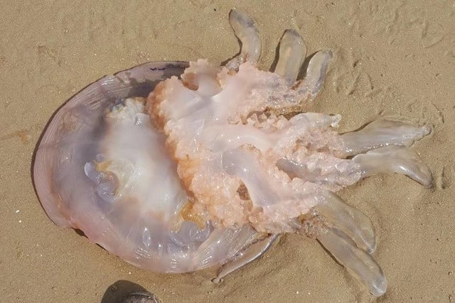 Jeremy Ankers stumbled across this giant jellyfish during a leisurely Sunday stroll on the beach at South Shore in 2017.

Jeremy thought it may have been a lion's mane jellyfish, but marine experts said the animal was more likely to be the barrel jellyfish which is a common sight in the Irish Sea once the weather warms up.