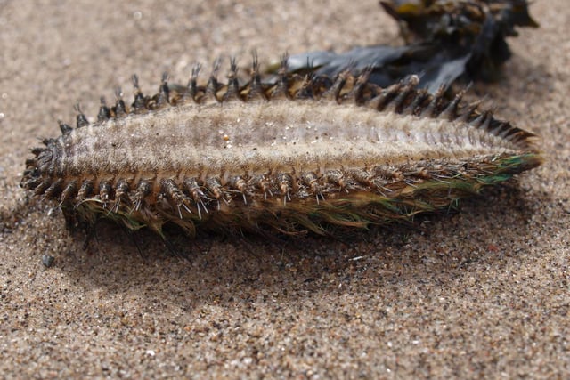 This strange furry creature often found washed ashore after storms is actually a kind of worm.

The Sea mouse is an active predator, hunting small crabs and other worms on the seabed, according to the Cumbria Wildlife Trust.

Sea Mice can grow up to 12 inches long and are normally found just below the intertidal zone on both sides of the Atlantic and in the Mediterranean. 

Their backs are covered with bristles which usually have a red sheen but flush green and blue in a remarkable defence mechanism.
