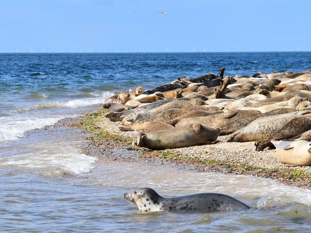Norfolk - 10,270 average monthly searches