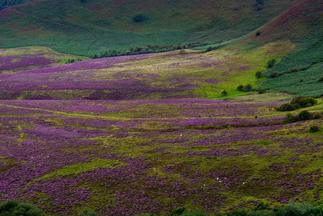 Walkers slowing making their way along the country path alongside the blooming purple heather in an area know locally as The Hole of Horcum, one of the most spectacular features in the North Yorkshire Moors National Park (photo: James Hardisty).