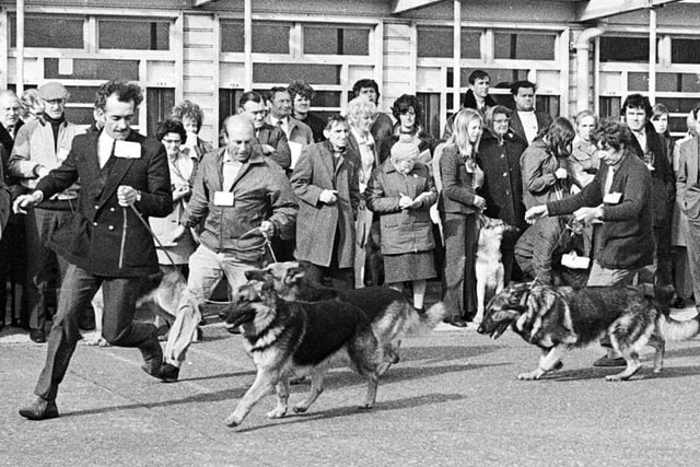 Alsatian dogs are put through their paces by proud owners at a dog show in 1972.