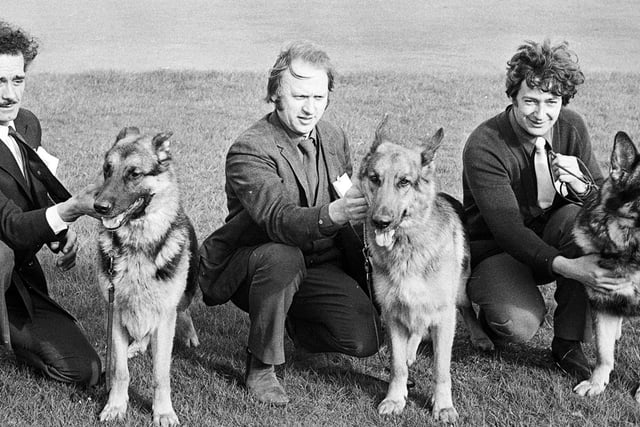 RETRO 1972 - Alsatian dogs are put through their paces by proud owners at a show in 1972.