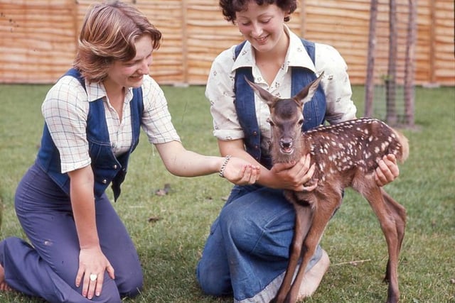 RETRO - A baby fawn born at Haigh Hall Zoo in 1976