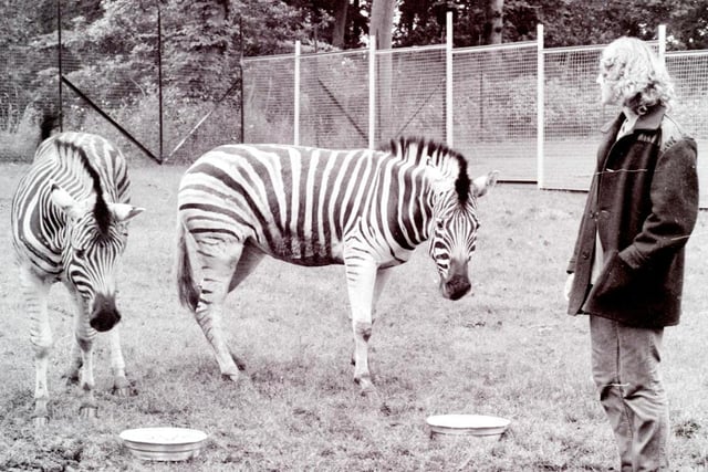 A pair of Zebras a Haigh Hall Zoo, 1981.  Fun fact - the collective noun for zebra is a dazzle.