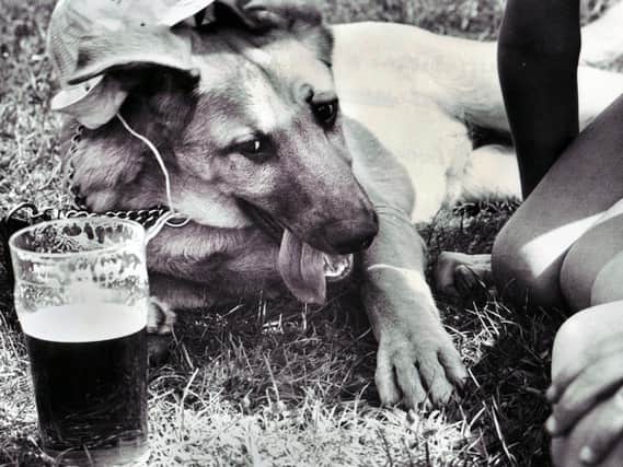 Hot dog! A thirsty hound eyes up a cooling pint outside the Crooke Hall Inn during the long hot summer of 1976