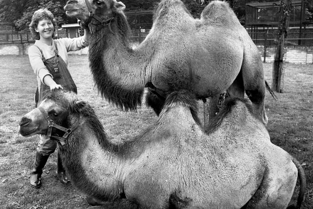 Got the hump?! Caroline Westhead with Bactrian camels, Cleo and Caesar, introduced to Haigh Zoo in August 1981.