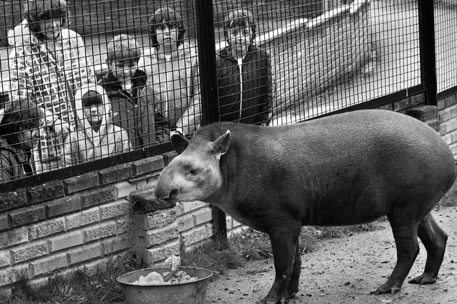 A Tapir called Pig causes interest as it was introduced to Haigh Zoo in August 1981.