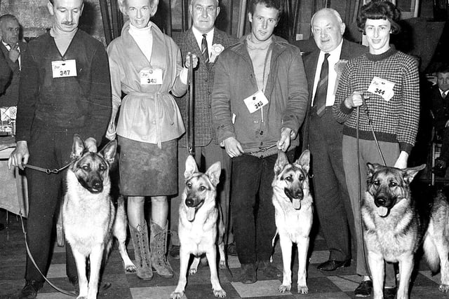 A group of handsome Alsatians line up  at Wigan's annual dog show in 1967