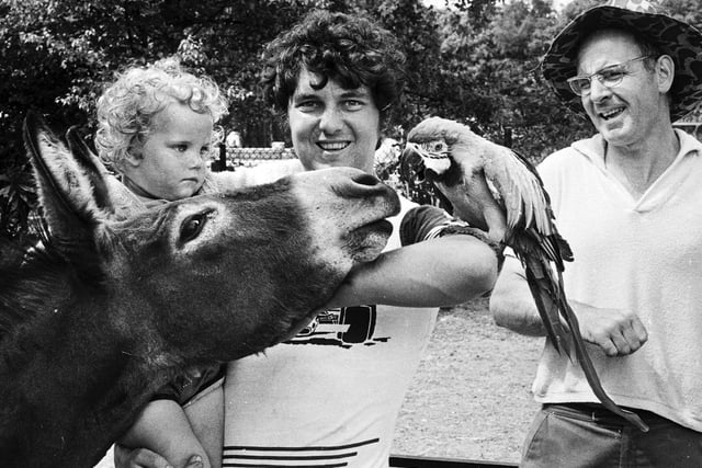A donkey meets a parrot and the child looks less than impressed! An encounter with friendly animals at Haigh zoo in 1975.