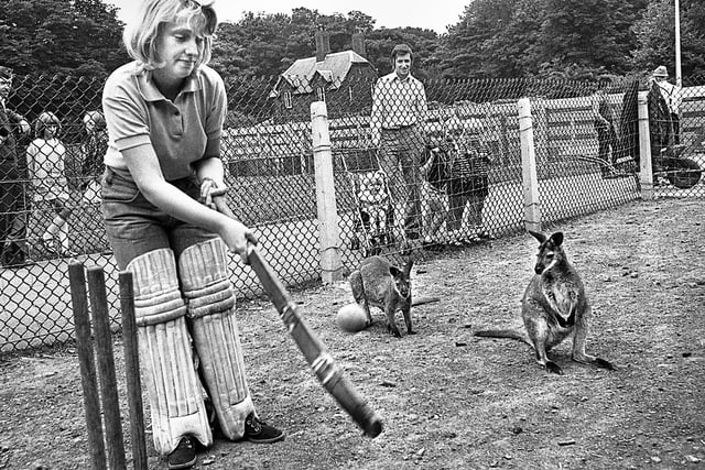 Julie Eckersley batting against the Wallabies at Haigh Hall Zoo during the Australian cricket team's tour of England in July 1975.