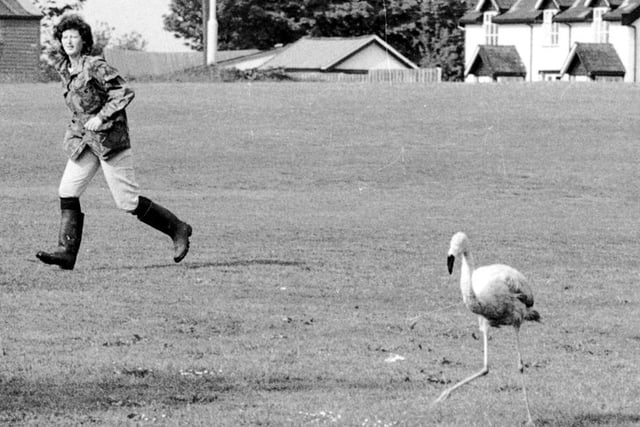 Retro 1982 - A flamingo escaped from Haigh Hall Zoo, causing havoc in nearby Aspull village.