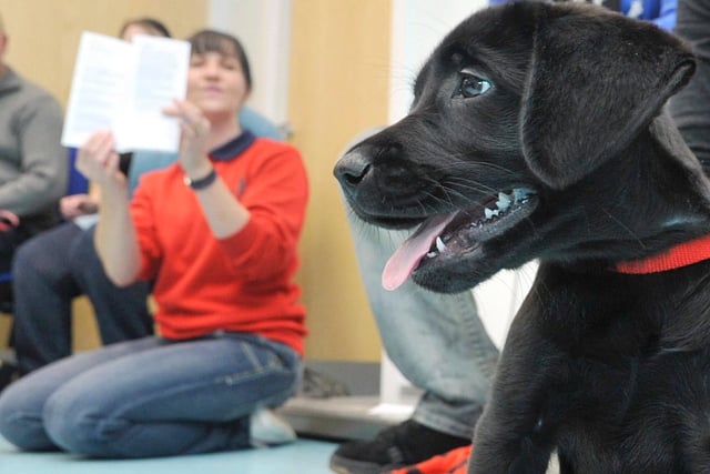Puppy Bella attends the puppy workshop for local dog owners at Vets 4 Pets, Woodhouse Lane, Wigan.