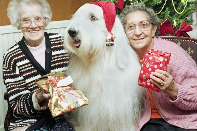 Santa Paws! Hector the therapeutic dog, a friendly comfort to residents in Farmoor care home, Orrell, at Christmas in December 1995.