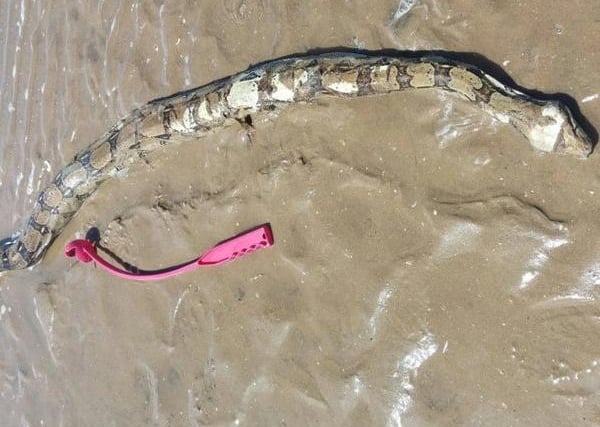 Rachel Jeffrey certainly had a shock when she was out on the beach walking her dog Nelson in June 2017.

They found a dead snake, estimated to be around 4ft long, on the tideline at North Beach, St Annes close to the back of the Thursby Rest home.