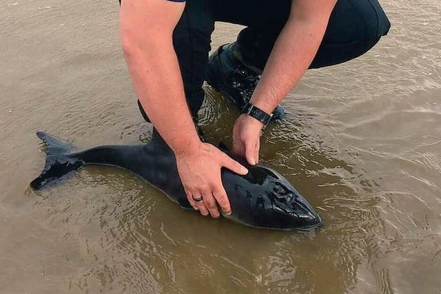 A baby dolphin was saved after being found washed up - but alive - on the beach opposite Norbreck Castle in June 2016.

With the help of the British Divers Marine Life Rescue team, RNLI Blackpool and the public, police were able to release the harbour porpoise into the water where it reportedly swam back out to sea.