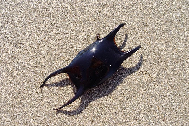 If you’ve ever been beachcombing for treasures along the shoreline you may have stumbled across a mermaid's purse. 

They may not look like much, but these dried-out leathery pouches are actually the used egg cases of elasmobranchs – the collective name for sharks, skates and rays.