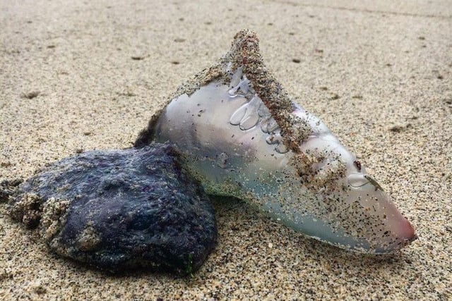Portuguese Man-o-War were spotted on the beach in St Annes in November 2017.

These jellyfish-like animals normally live in the open seas but strong and persistent south westerly winds and autumnal storms caused them to be washed ashore.

These creatures are not 'true jellyfish' but very close relatives of jellyfish, corals and anemones. They have thousands of stinging cells that deliver venom to paralyse and kill their prey and their sting can pack a punch with humans.