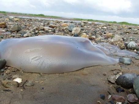 The extra large barrel jellyfish were spotted in Knott End in July 2015.

These enormous creatures can grow up to 90cm across, weigh as much as an average 11-year-old child and were reportedly washing up on the shore in droves.

Anyone who spots one on the beach is warned not to touch it but the jellyfish are not considered dangerous to humans.