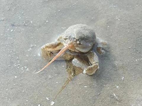 These strange animals spotted on Blackpool beach left locals puzzled in 2019.

The 'masked crab' - also known as the helmet and sand crab - have a pointed, horn-like nose.

The creatures burrow backwards into the sand to hide themselves, and use their two long antennae as a form of breathing apparatus.

They are found in the North Atlantic and Mediterranean waters, and can grow to around 1.6 inches long - not including their noses!
