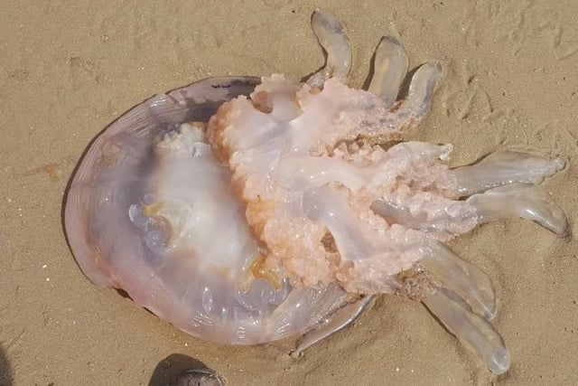 Jeremy Ankers stumbled across this giant jellyfish during a leisurely Sunday stroll on the beach at South Shore in 2017. 

Jeremy thought it may have been a lion's mane jellyfish, but marine experts said the animal was more likely to be the barrel jellyfish which is a common sight in the Irish Sea once the weather warms up.