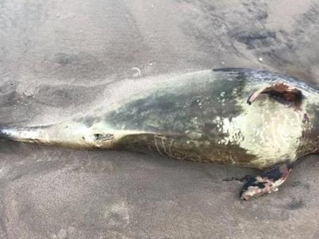 The porpoise, which measured around 110cm long, was reportedly found by a member of the public between the North and South Piers in October 2017.