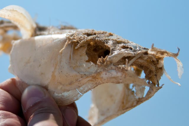 While they could be easily mistaken as a piece of rubbish from a distance, fish skeletons can be washed up by the tide.