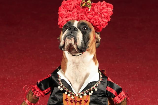 Ruby the Boxer dog dressed as the Queen of Hearts.