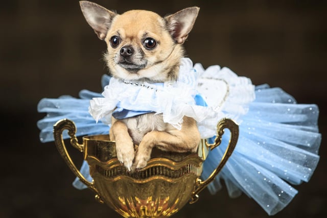 Dolly the Chihuahua dog dressed as Alice in Wonderland.