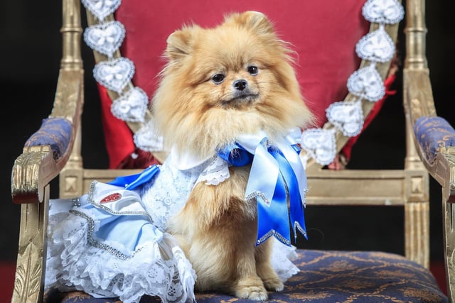 Tallulah the Pomeranian dog dressed as  Alice in Wonderland